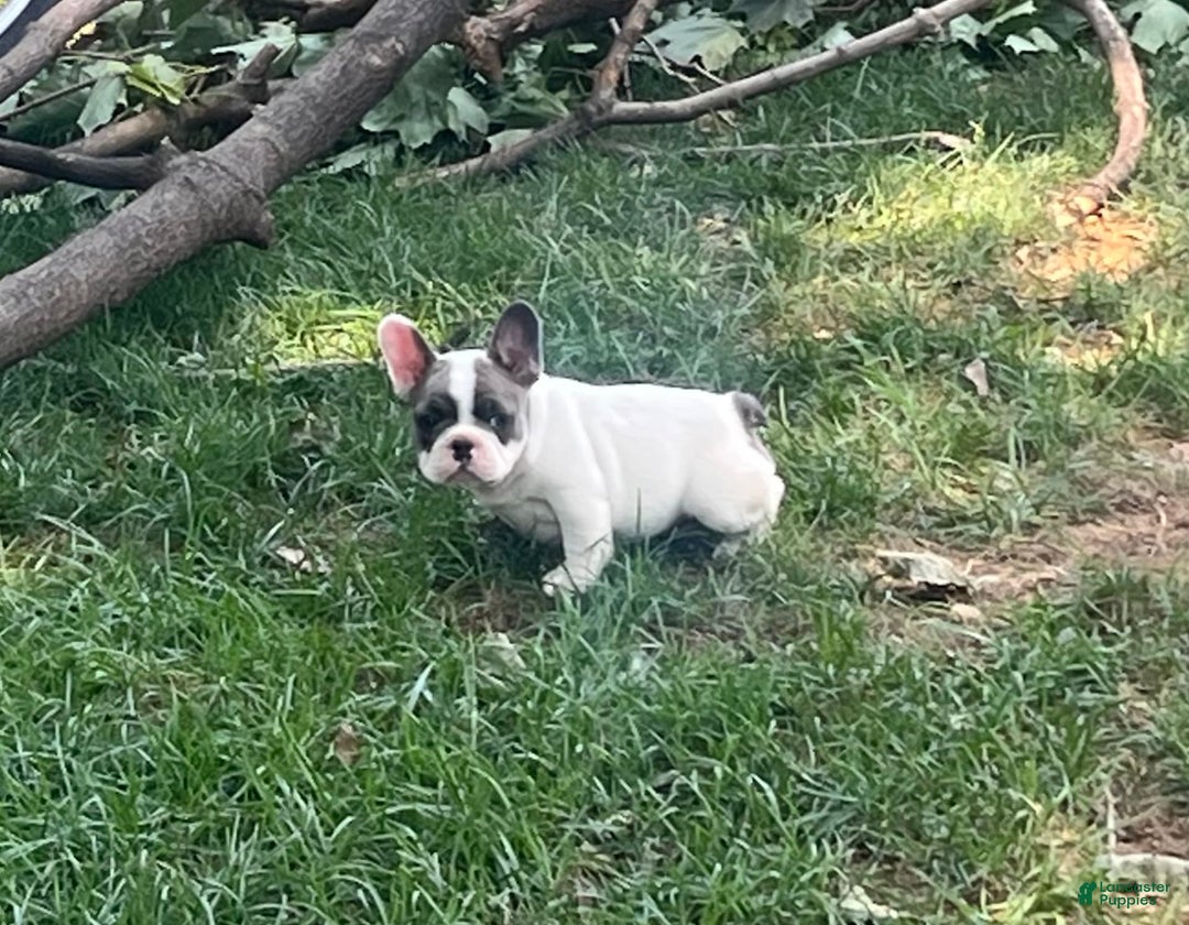 French Bulldog dogs for sale: Mr Biggs - Image 4