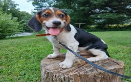 Beagle dogs for sale: Mason - Image 5