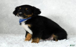 Miniature Australian Shepherd dogs for sale: Baxter - Image 2