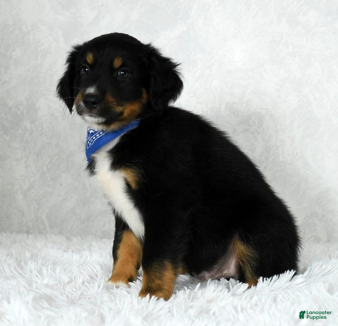 Miniature Australian Shepherd dogs for sale: Baxter - Image 2