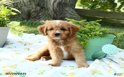 Cavapoo dogs for sale: Rover - Image 4