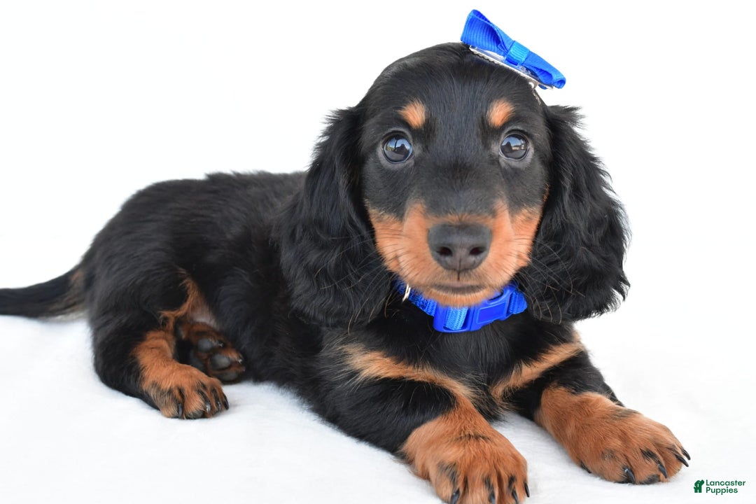 Miniature Dachshund dogs for sale: Teddy - Image 5