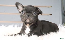 Frenchton dogs for sale: Ollie - Image 1
