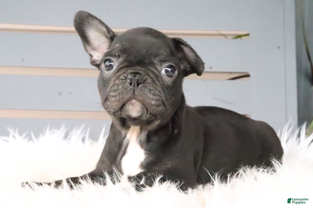 Frenchton dogs for sale: Ollie - Image 1