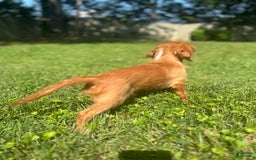 Cavalier King Charles Spaniel dogs for sale: Knuckles - Image 5