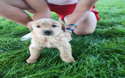 Golden Retriever dogs for sale: Miss Purple - Image 2