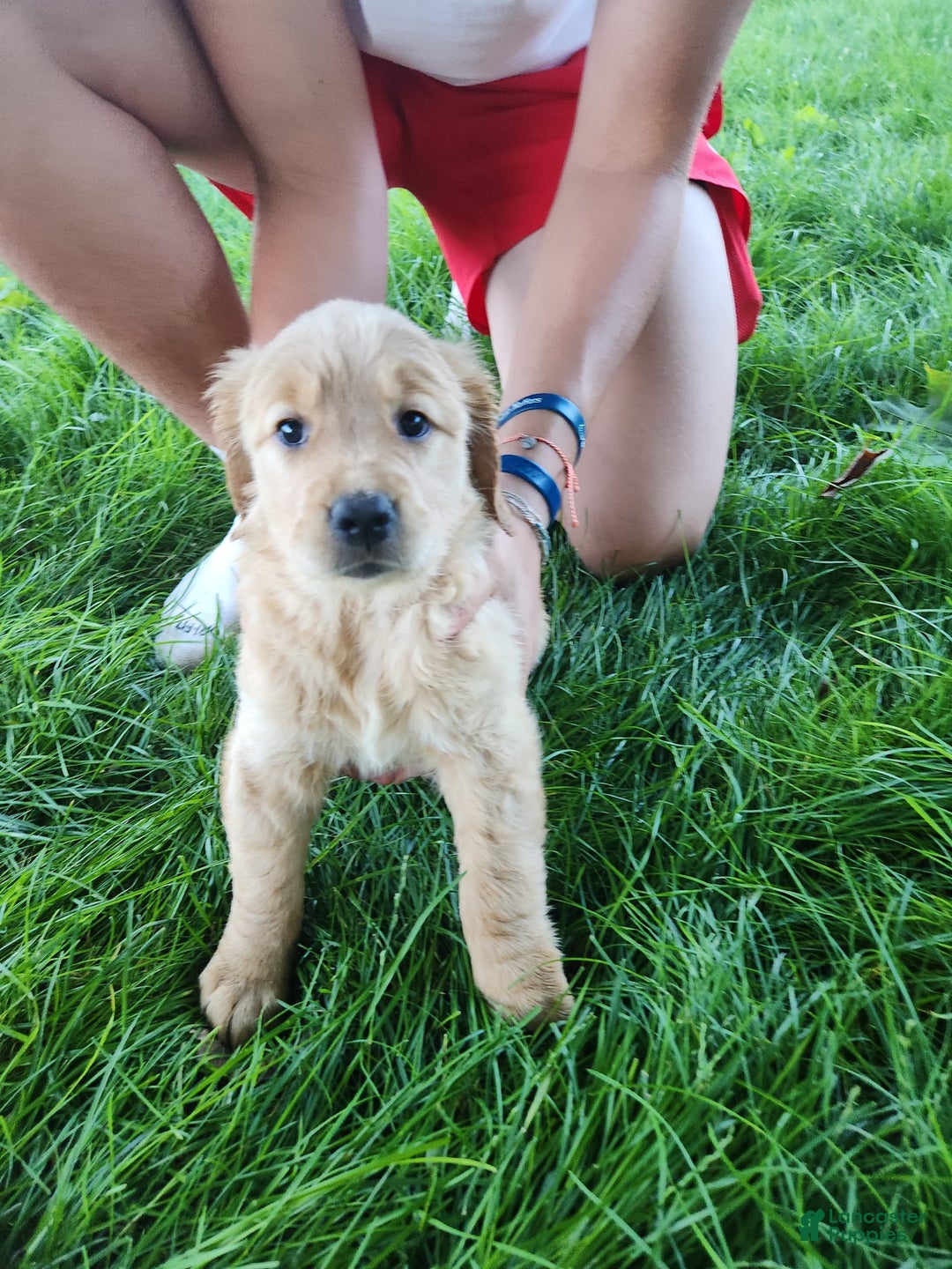Golden Retriever dogs for sale: Miss Purple - Image 2