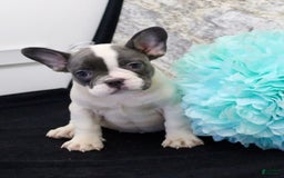 French Bulldog dogs for sale: Tina - Image 1