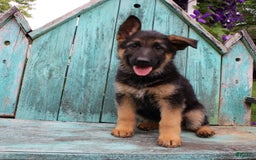 German Shepherd dogs for sale: Bailey - Image 3