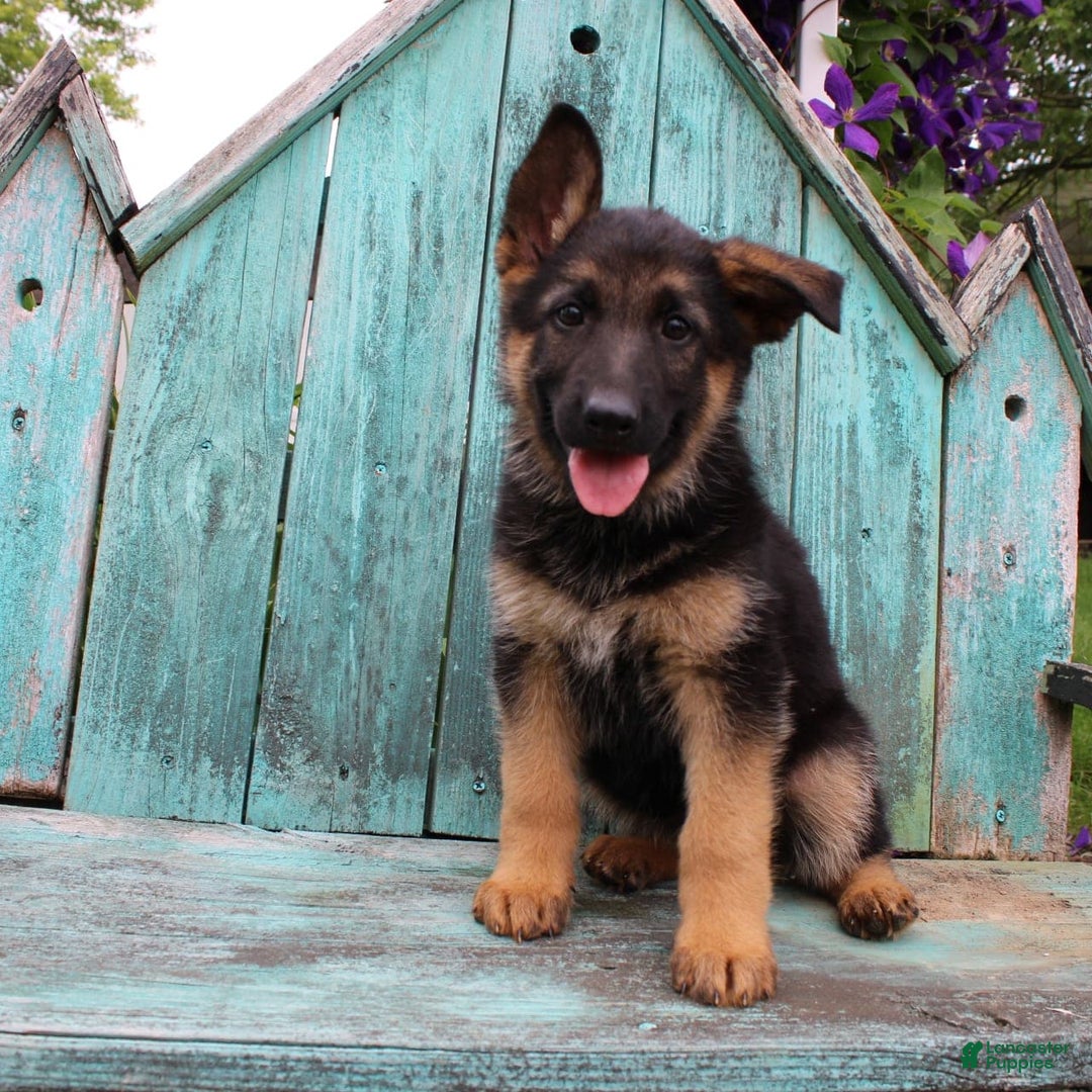German Shepherd dogs for sale: Bailey - Image 3