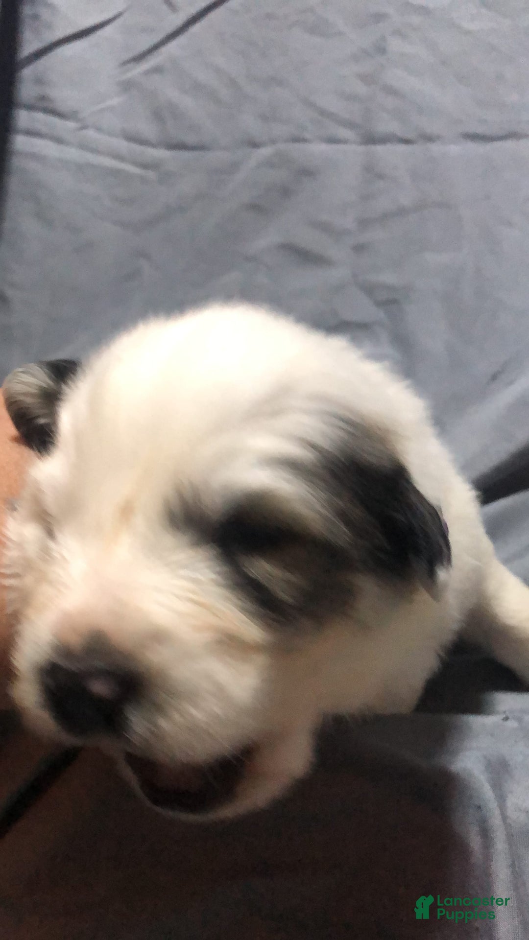 Great Pyrenees dogs for sale: Tinker Bell - Image 8