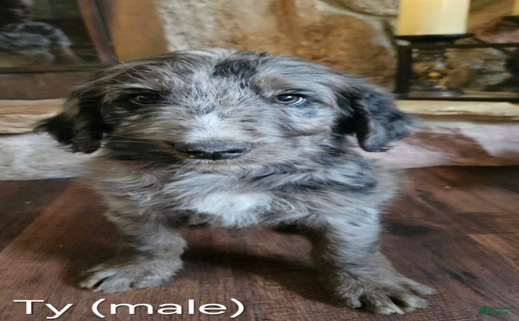 Bernedoodle dogs for sale - Ad 4