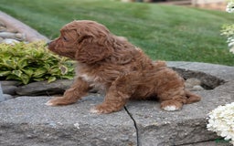 Cavapoo dogs for sale: Rosie - Image 1