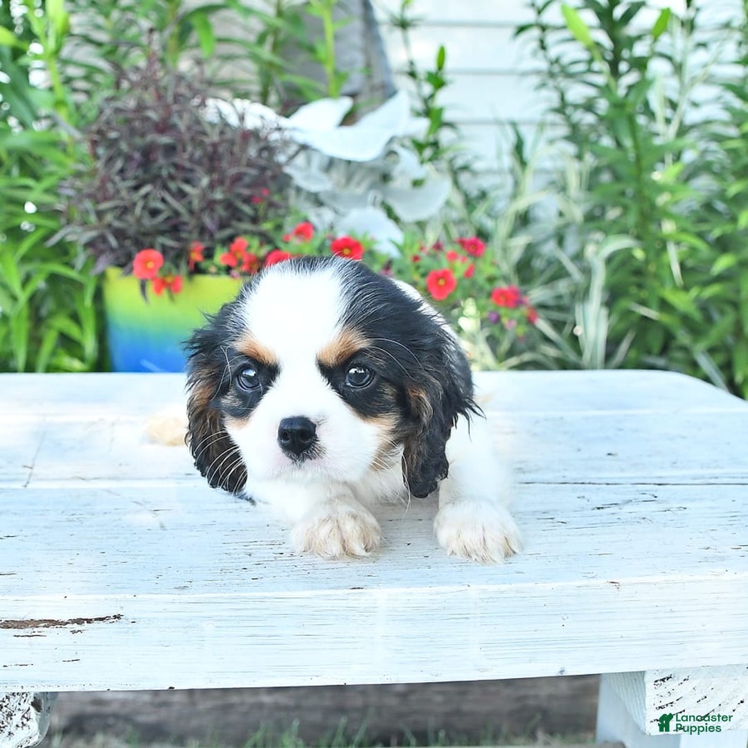Cavalier King Charles Spaniel dogs for sale: Cody - Image 9