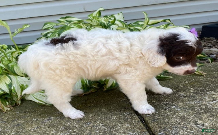  dogs for sale - Ad 5