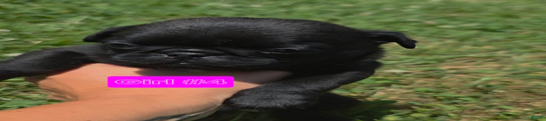 Onyx Girl 4