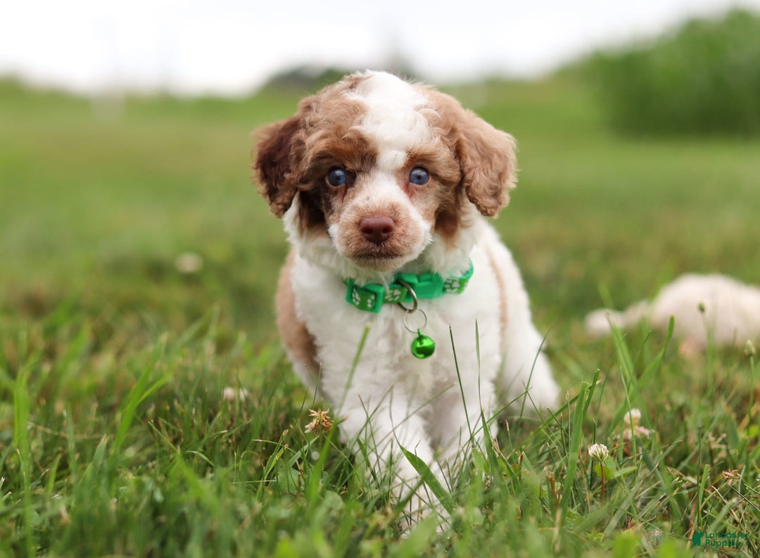 Miniature Poodle dogs for sale: Biscuit - Image 16