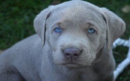 Labrador Retriever dogs for sale: Carl - Image 7