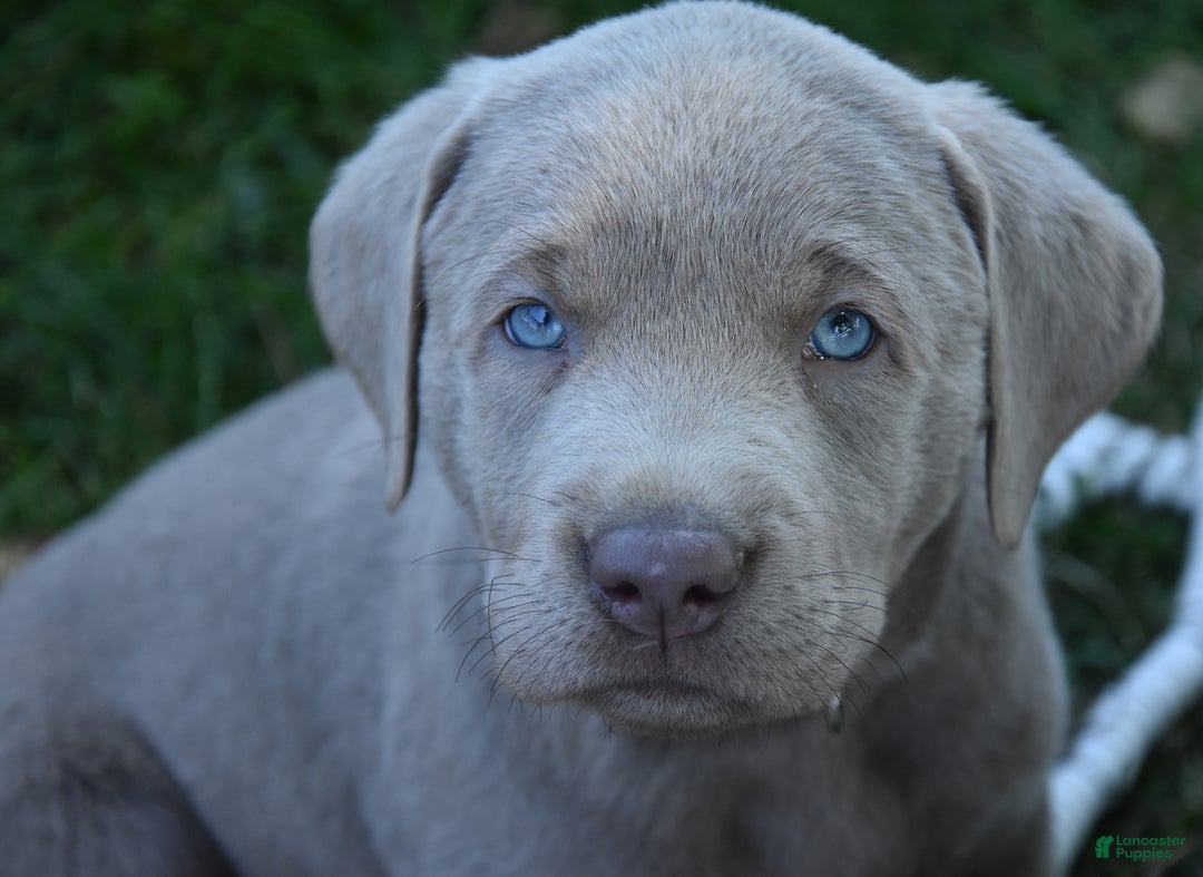Labrador Retriever dogs for sale: Carl - Image 7