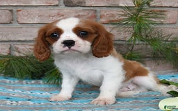Cavalier King Charles Spaniel dogs for sale: Sparky - Image 2