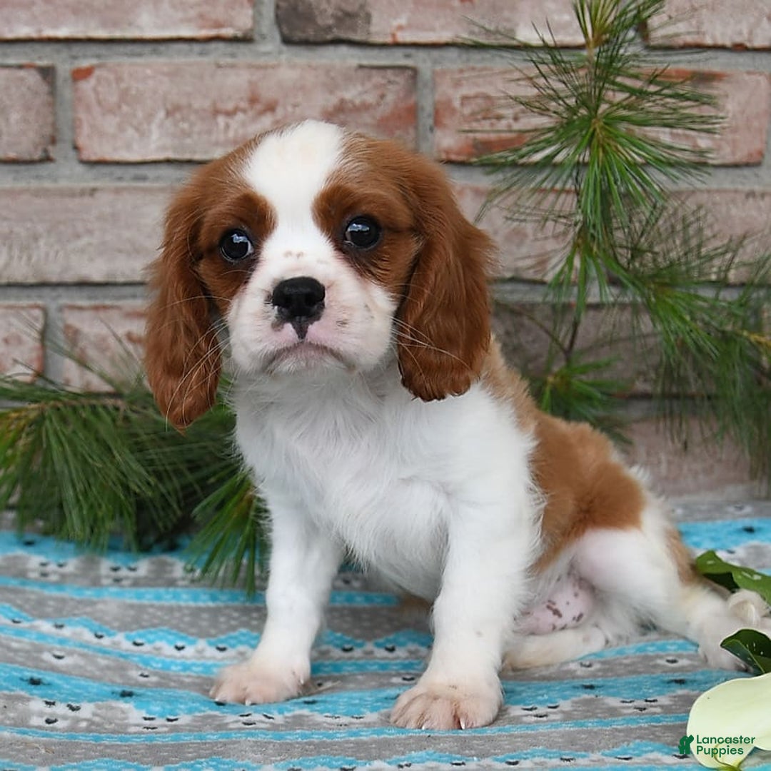 Cavalier King Charles Spaniel dogs for sale: Sparky - Image 2
