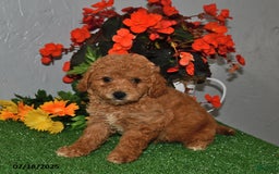 Cavapoo dogs for sale: Cavapoo 5 puppies - Image 7