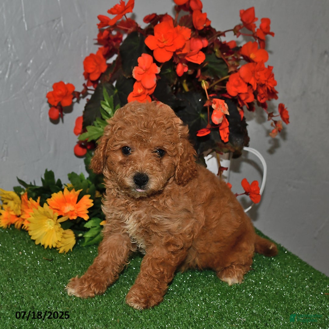 Cavapoo dogs for sale: Cavapoo 5 puppies - Image 7