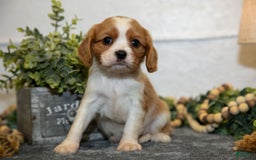 Cavalier King Charles Spaniel dogs for sale: Connie - Image 1