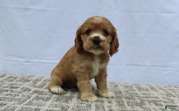 Cocker Spaniel dogs for sale: Summer - Image 1