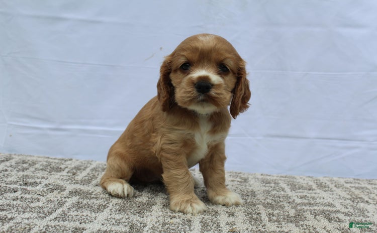 Cocker Spaniel dogs for sale - Ad 2