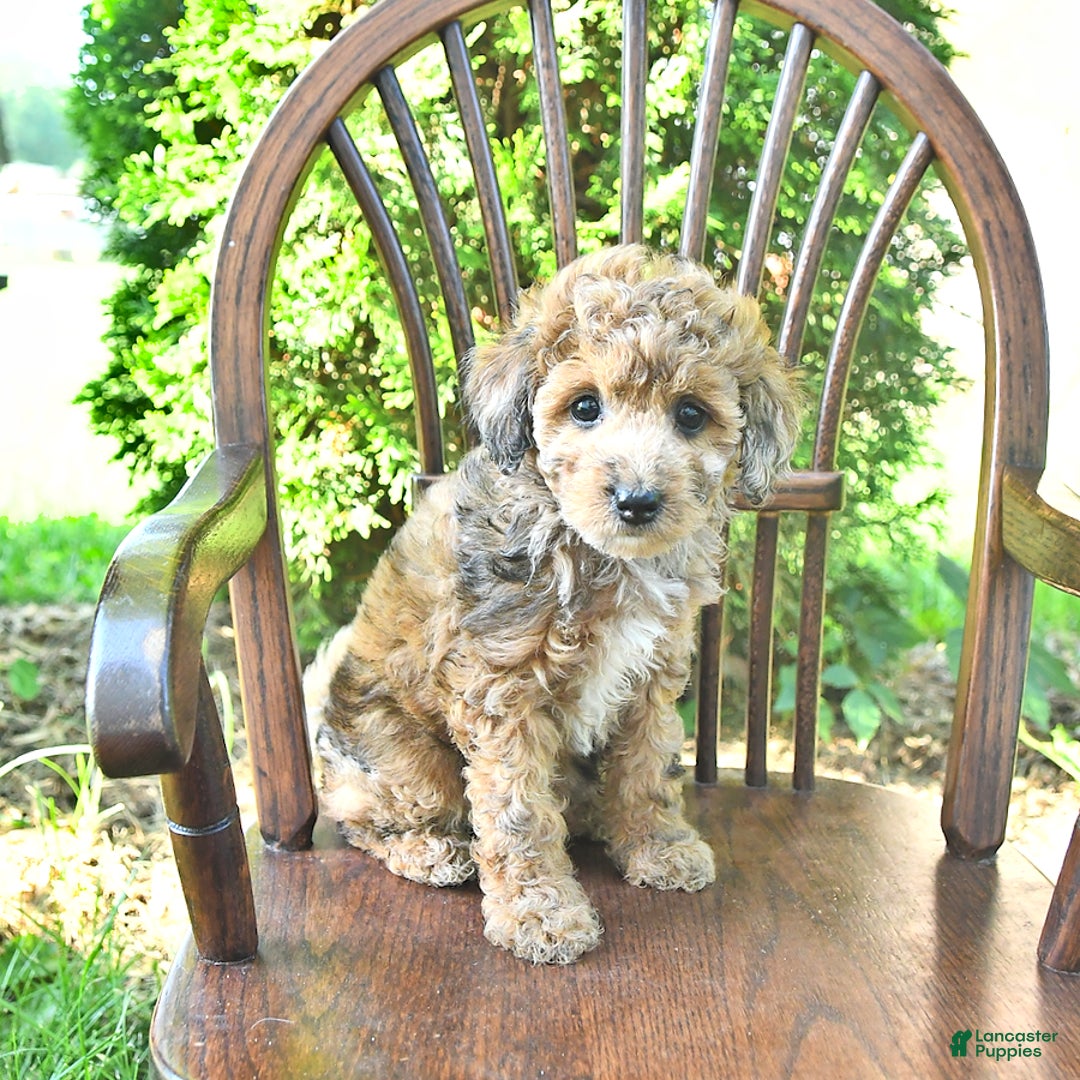 Mini Goldendoodle dogs for sale: Macy - Image 9