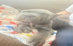 Cane Corso dogs for sale: Blue - Image 2