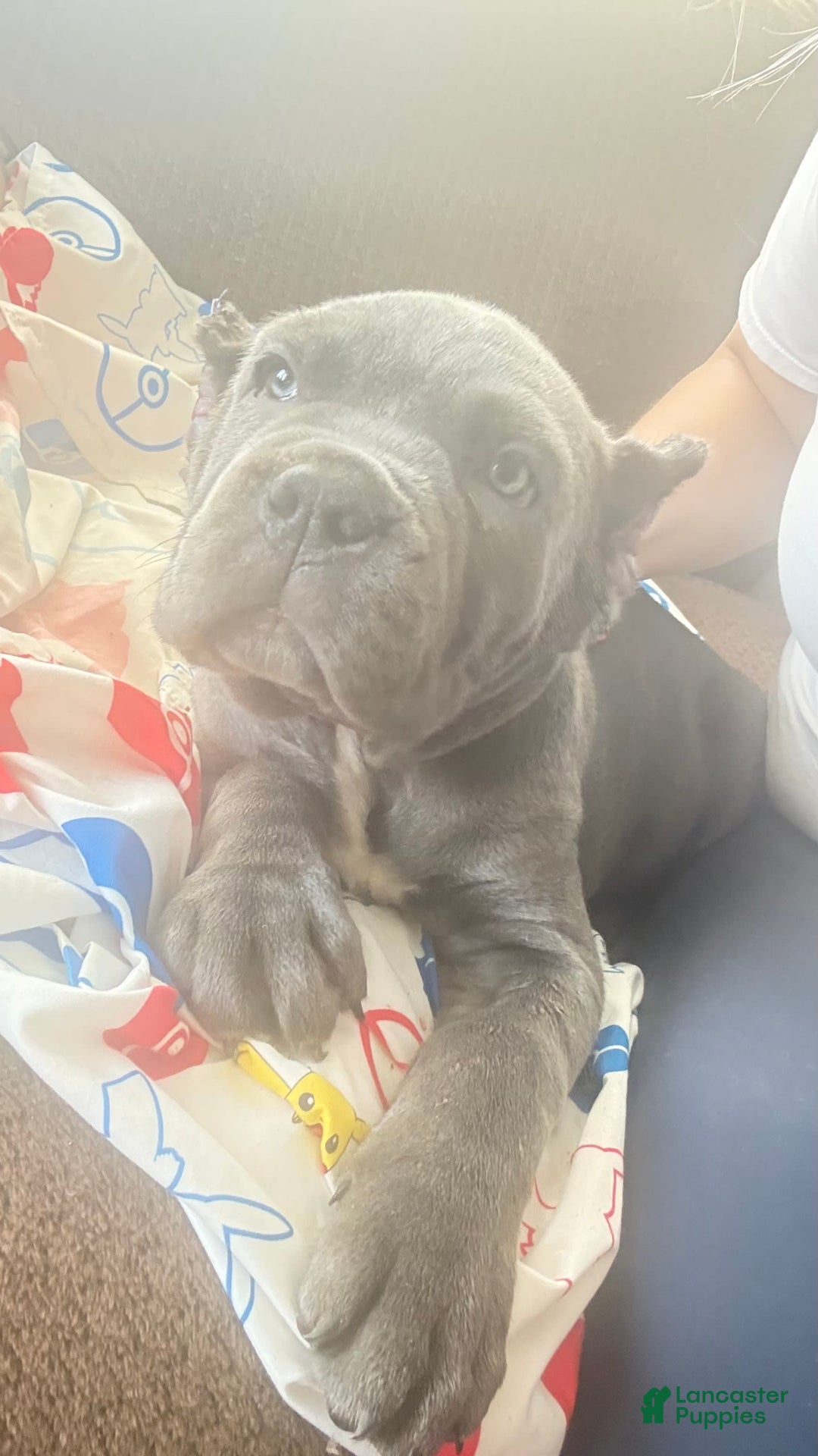 Cane Corso dogs for sale: Blue - Image 2
