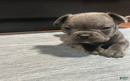 French Bulldog dogs for sale: Stitch - Image 3