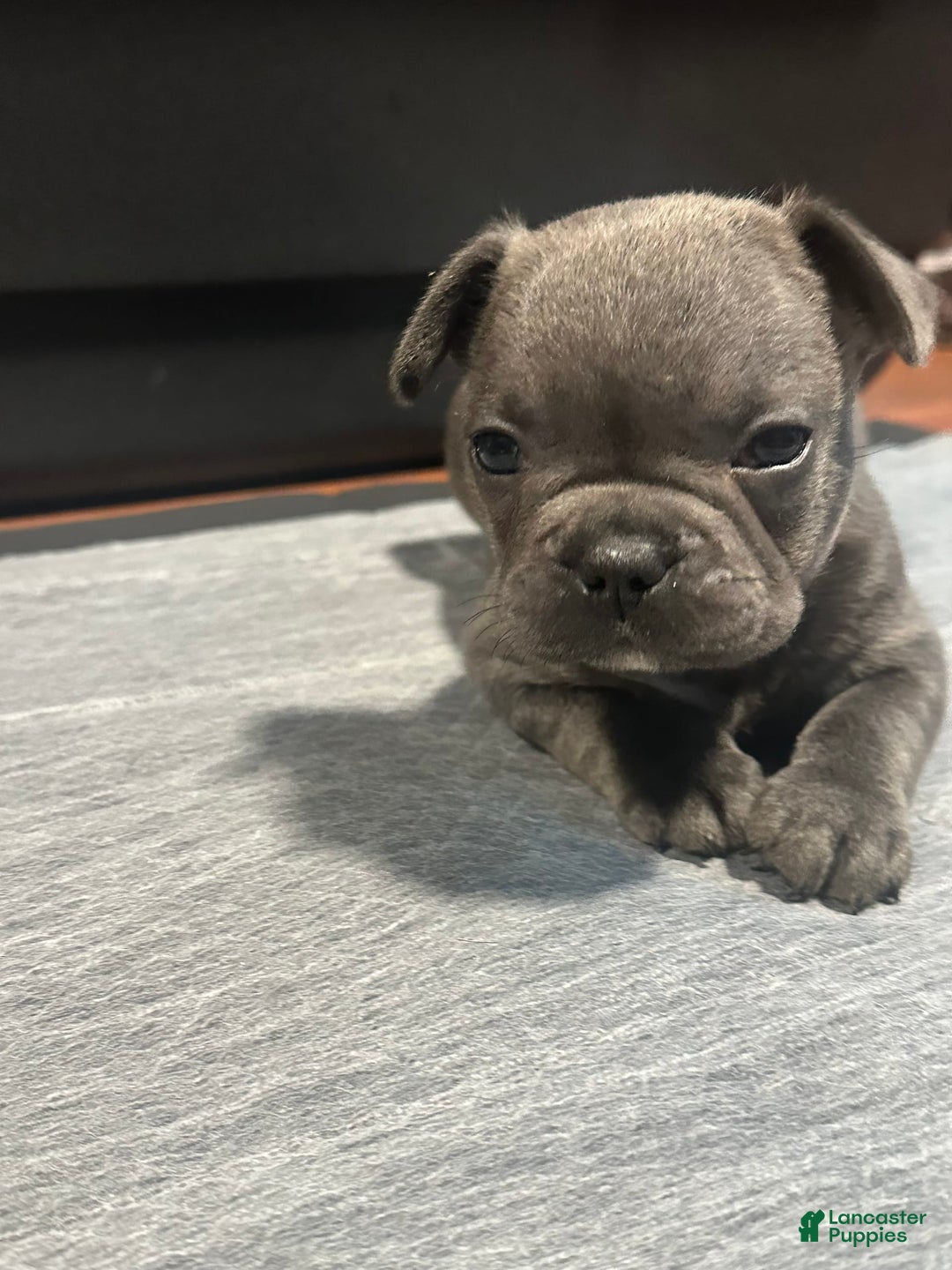 French Bulldog dogs for sale: Stitch - Image 3