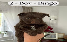 Yorkshire Terrier dogs for sale: Bingo - Image 2