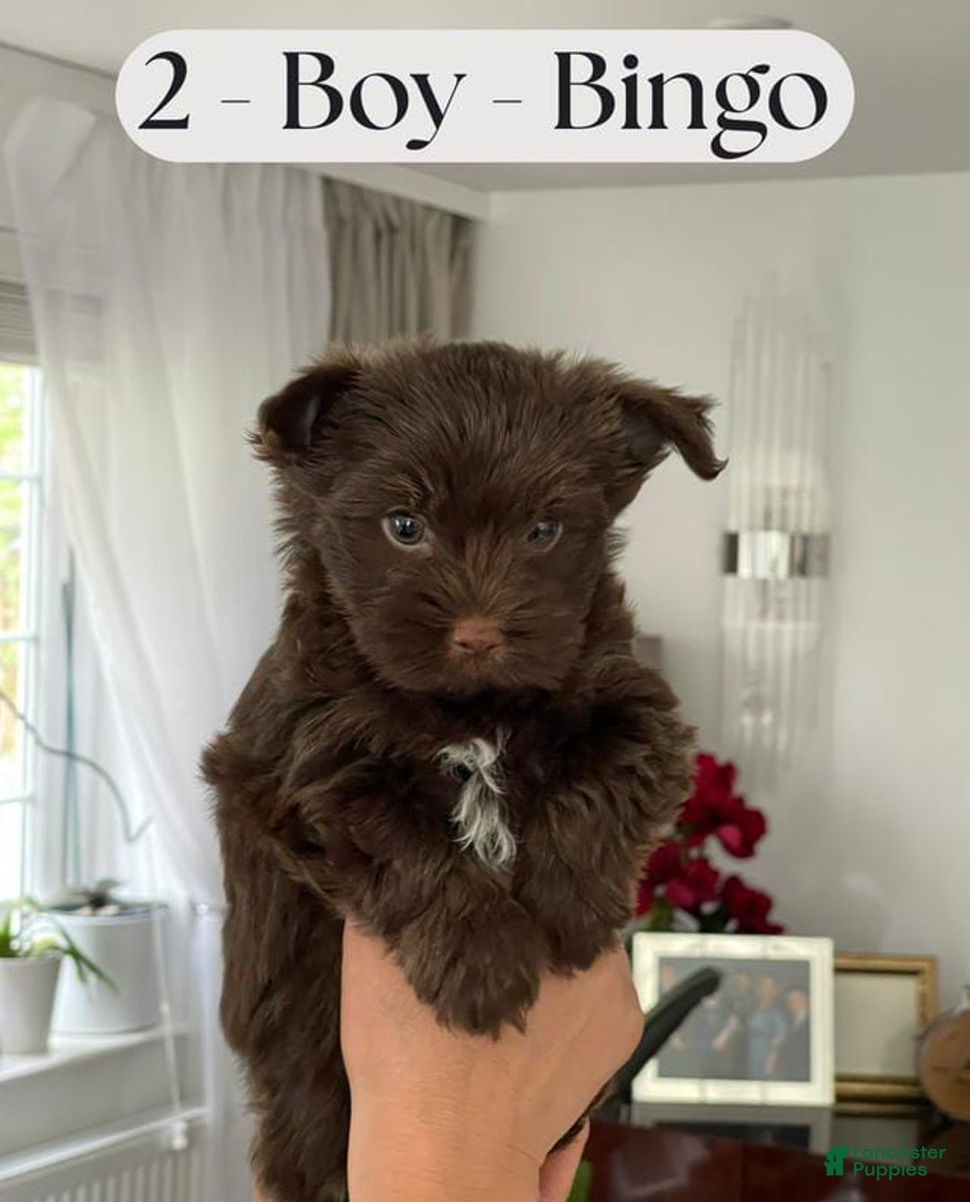 Yorkshire Terrier dogs for sale: Bingo - Image 2