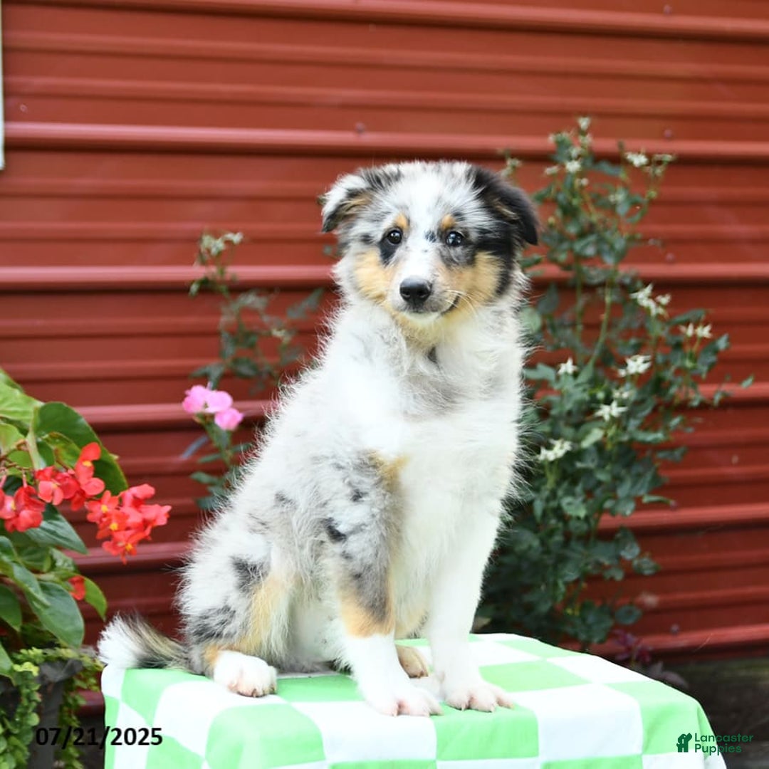 Shetland Sheepdog dogs for sale: Pal - Image 2
