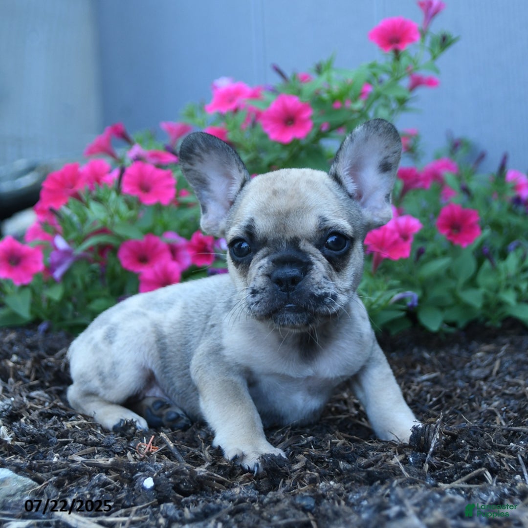 French Bulldog dogs for sale: London - Image 3