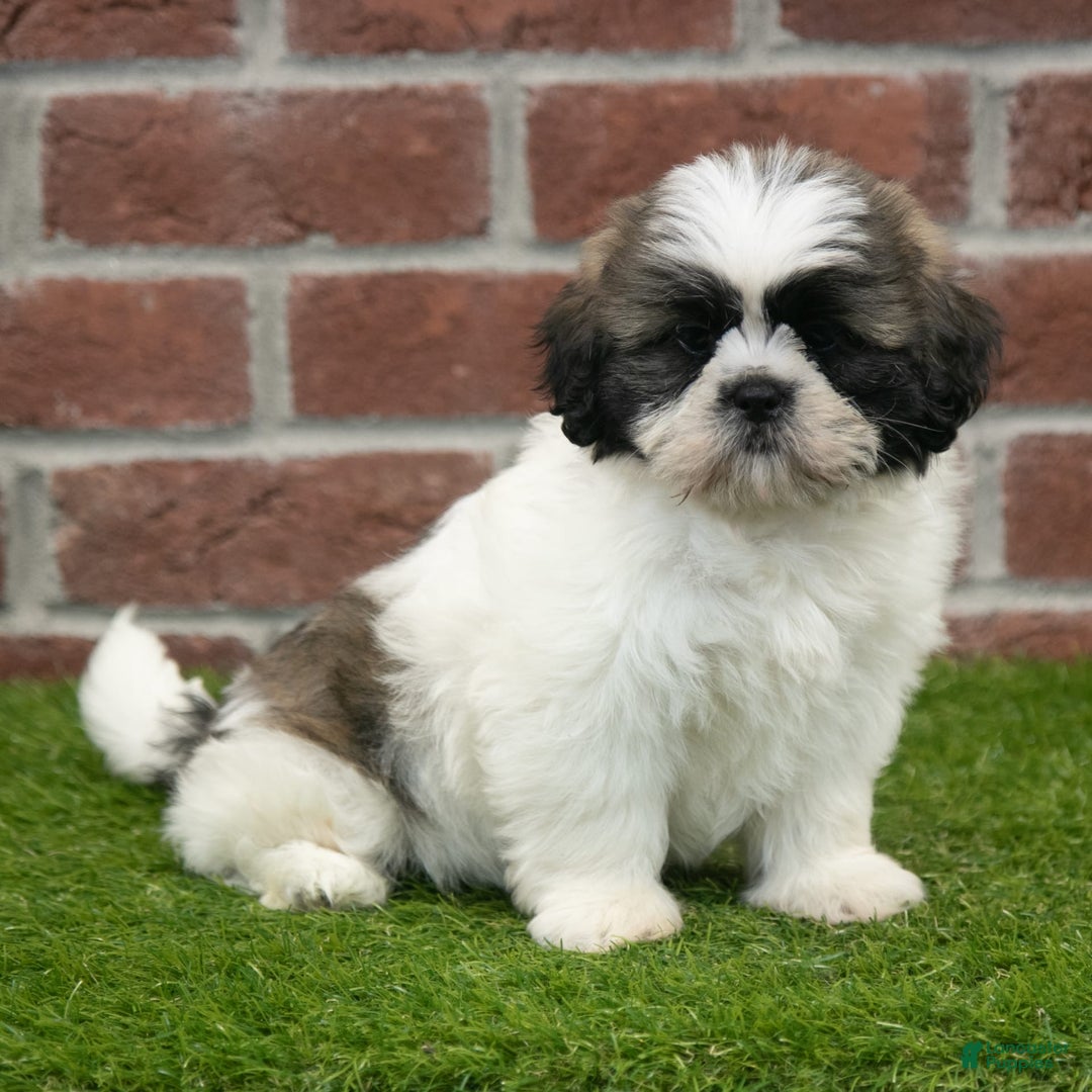 Shih Tzu dogs for sale: Tommy - Image 1