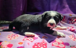 Border Collie dogs for sale: Fang - Image 15