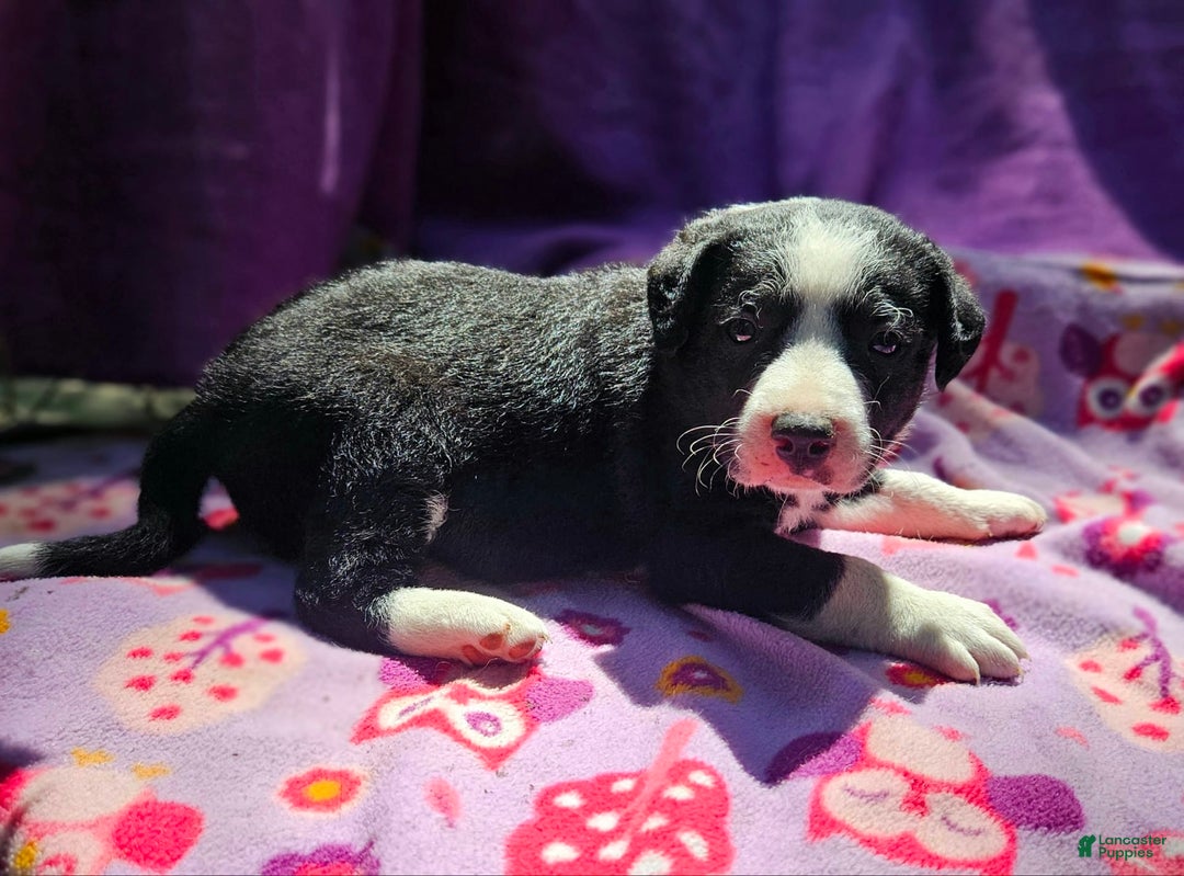 Border Collie dogs for sale: Fang - Image 15