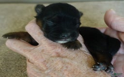 Yorkshire Terrier dogs for sale: Kai - Image 13
