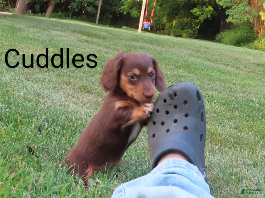Dachshund dogs for sale: Cuddles - Image 5