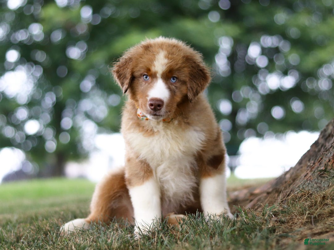 Australian Shepherd dogs for sale: Dune - Image 9