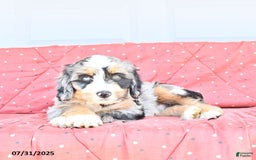 Miniature Bernese Mountain Dog dogs for sale: Hank - Image 2