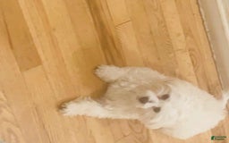 Maltese dogs for sale: Roz - Image 3