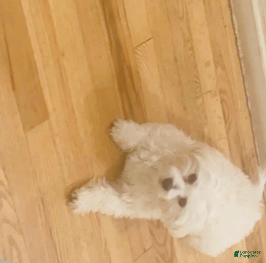 Maltese dogs for sale: Roz - Image 3