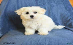 Maltese dogs for sale: Claire - Image 5