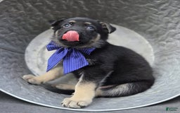 German Shepherd dogs for sale: Randy - Image 7